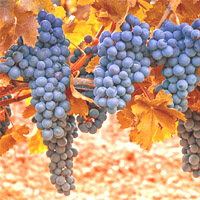 амурский виноград черенки